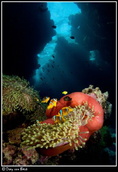 Red Anemone. by Dray Van Beeck 